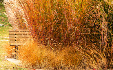 Bush. Autumn. Park. Bench. Colors