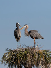 Beautiful Great Blue Heron in Florida Marsh