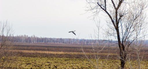 Grey heron