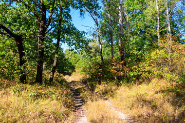 Fototapeta na wymiar Rural dirt road through a green forest at summer