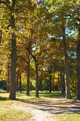 Fototapeta na wymiar beautiful autumn park in sunny weather. track in the park