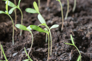 Tomatenzucht im Wintergarten