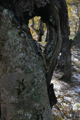 Bosque