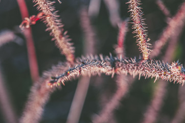 The trunk of the prickly plant with spikes close-up