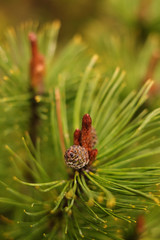 Obraz premium macro, branch of a Christmas tree after a rain, green needles and little bumps, nature, background