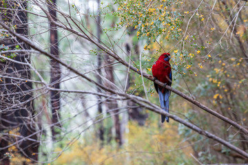 Crimson Rosella encountered in Wilsons Prom national park, Victoria, Australia