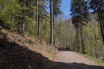 Schwarzwald bei Todtnauberg