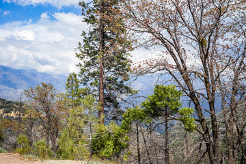The trees on the mountain slopes in the Sequoia National Park, California, USA.
