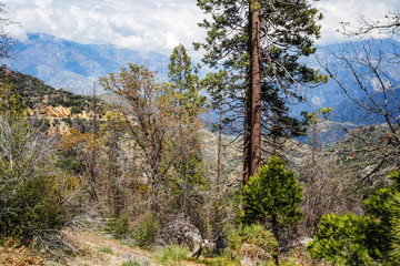 The trees on the mountain slopes in the Sequoia National Park, California, USA.