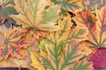 Autumn leaves on the boards