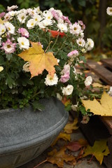 Fototapeta na wymiar Autumn flower bed