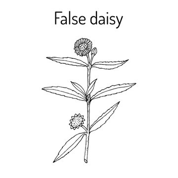 False daisy medicinal plant