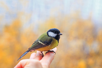 Fototapeta premium beautiful little bird tit is sitting on a person’s fingers and is about to fly to the blue spring sky on a sunny, clear day in the garden