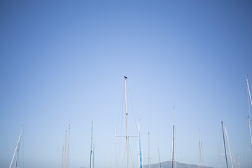 Sail masts