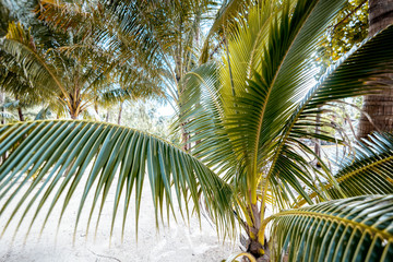bright tropical background and texture, palm tree closeup, holidays in warm countries