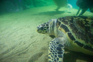 sea turtle swim underwater