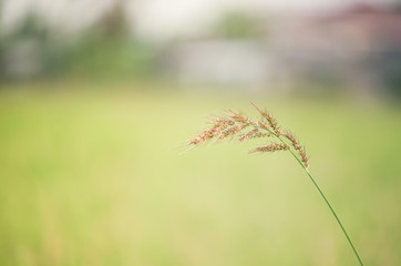 Obraz premium Close up Jungle rice, Birdsrice, Weed in the Paddy field.Green background
