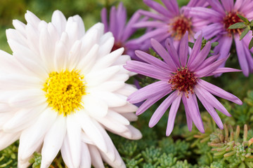 Obraz premium Bouquet of white and purple flowers macro close up