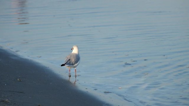 Slender-billed gull walking on the shore of the sea (Chroicocephalus genei)