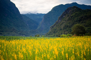 Fototapeta premium Yellow flower field known as sunn hemp and mountain background.