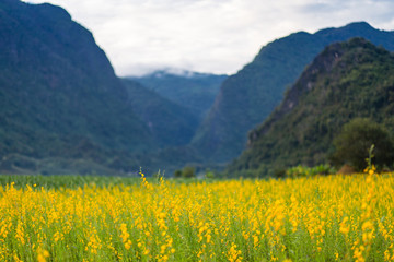 Yellow flower field known as sunn hemp and mountain background.