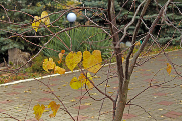 Golden autumn, landscape design in the yard.