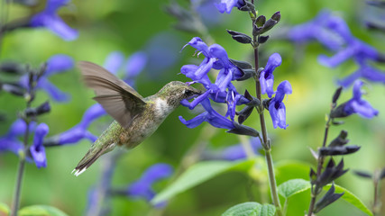 Hungry Hummingbird