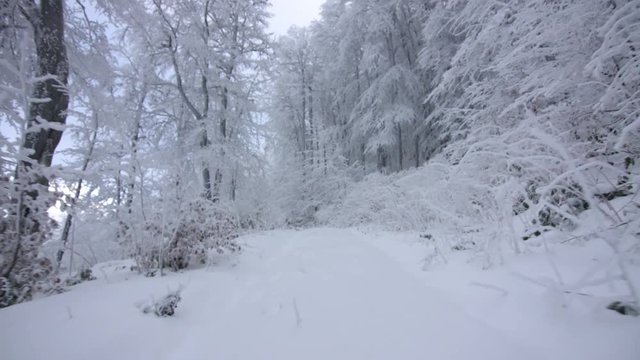 Walking through beautiful forest covered with snow
