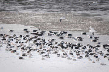 Great Black-backed Gulls and Herring Gulls resting on an icy shore in Canada