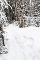 Fototapeta na wymiar Tracks in snowshoeing trail in a national park in Canada