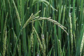 ear of rice in paddy field , Terraced Rice Fields, Rice Farm