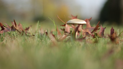 Un funghetto tra le foglie nel bosco con effetto sfocato dello sfondo