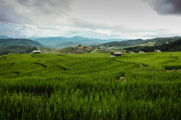Obraz premium Panorama landscape, Green Paddy Field with cloudy sky in north of Thailand