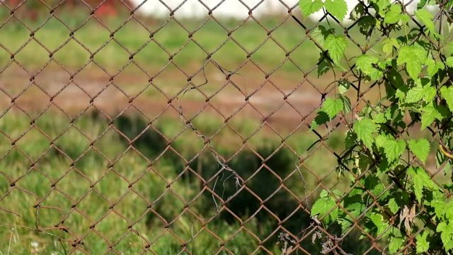 Background with common hop and Chain-wire fence