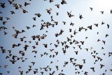 birds in flight