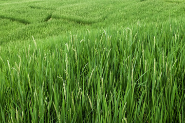 rice terrace field in agriculture mountain
