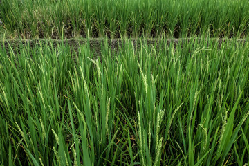 Terraced Rice Fields, Paddy Field, Rice Farm