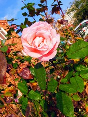 pink rose in the garden