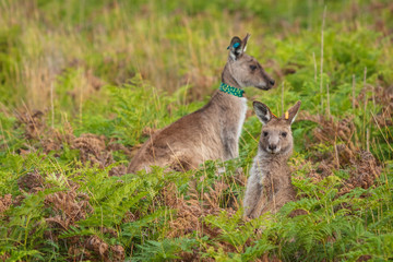 Eastern Grey kangaroos tagged as part of a scientific study on movement and breeding habits at Wilsons Promontory national park, Victoria, Australia