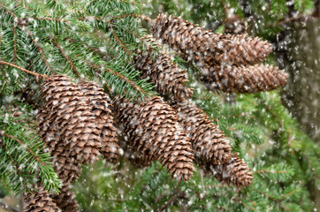 Cones on a branch. Brown big lump on a branch of blue fir in a natural environment.