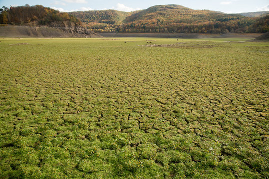 Gr&uuml;n - der Ederstausee ohne Wasser - bewachsen mit Moosen und Flechten