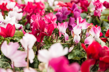 Multi-colored flowers 