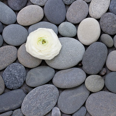 square image of smooth grey pebble background with single white flower view from above with copy space