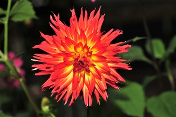 Obraz premium Dahlias, Flowers, Nature, Garden