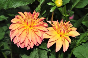 Dahlias, Flowers, Nature, Garden