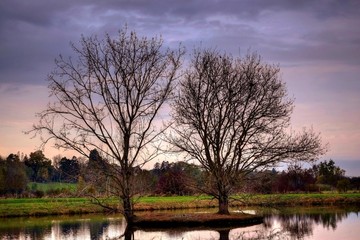 Paysage d'arbres en hiver.