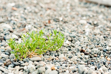 Plant growing on rocky beach