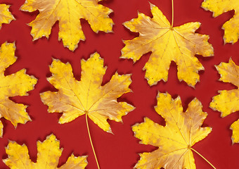 Naklejka na ściany i meble red background with dry yellow maple leaves