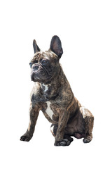 French Bulldog Brindle color portraiture, sitting on a white background. 