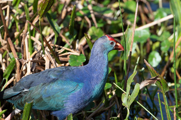Grey Headed Swamphen in Florida Wetland